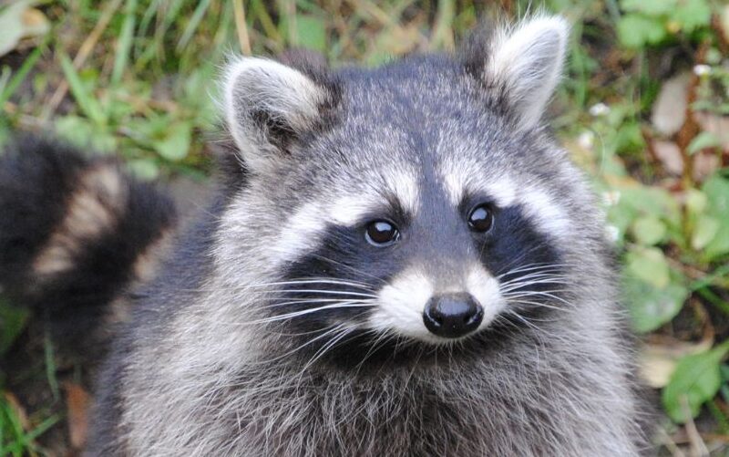 North East Wildlife Management Raccoon Removal