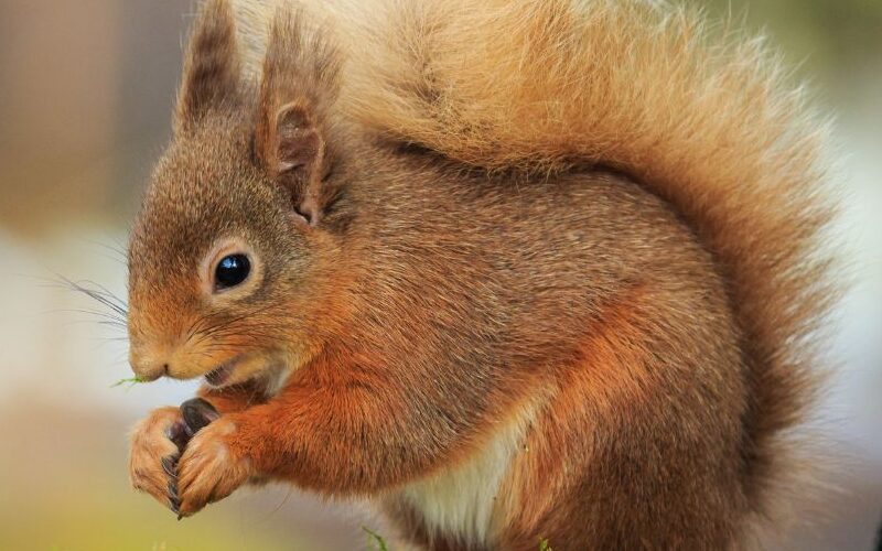 North East Wildlife Management Squirrel Removal