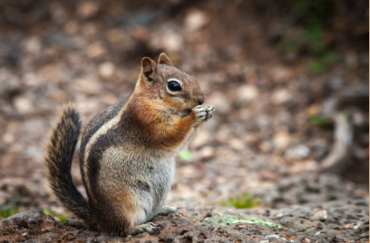 North East Wildlife Management Squirrel Removal