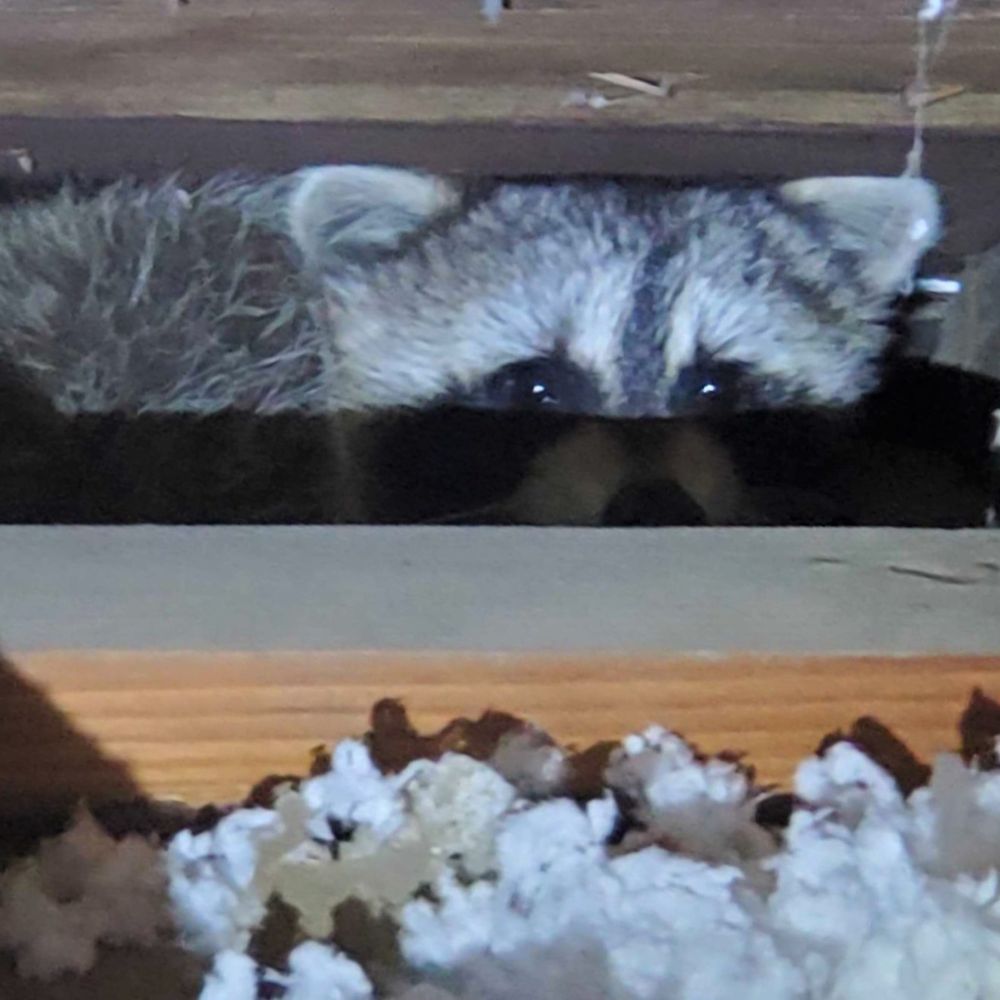 Raccoon in Insulation North East