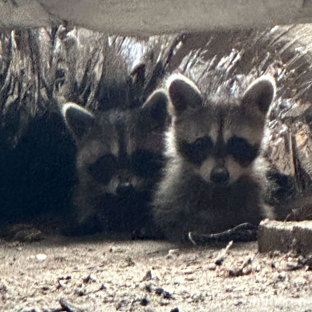 Two Baby Raccoons North East