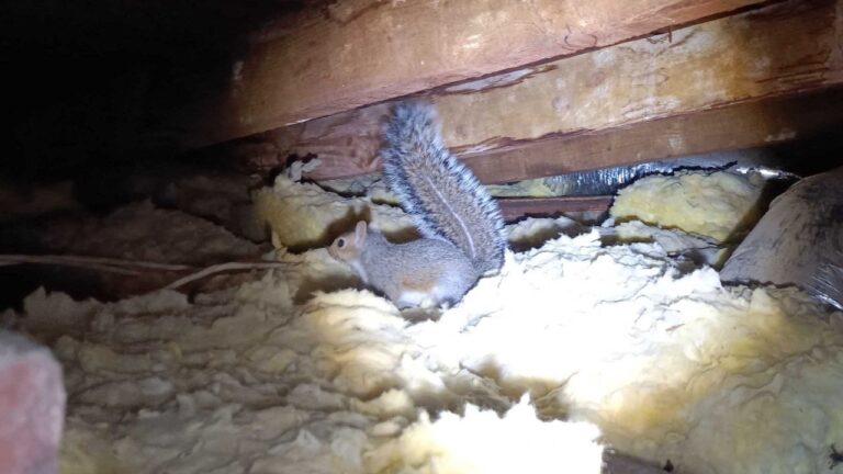 Animal In Attic Removal- North East Wildlife Management