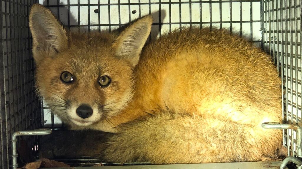 Fox Removal near Boston-North East Wildlife Management