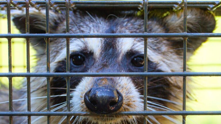 Raccoon Removal near Boston- North East Wildlife Management