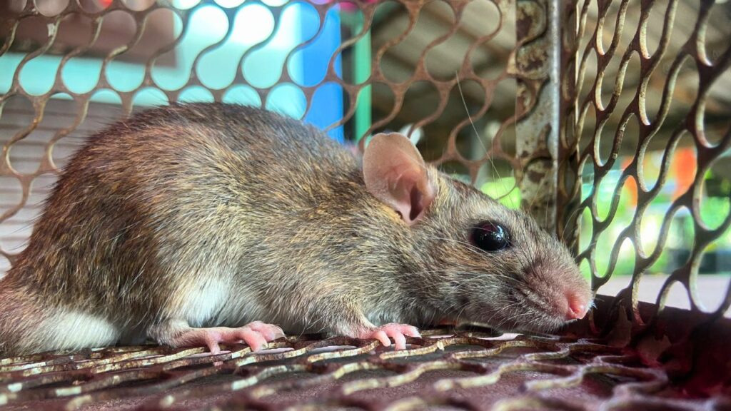 Rat and Mice Control Near Boston- North East Wildlife Management