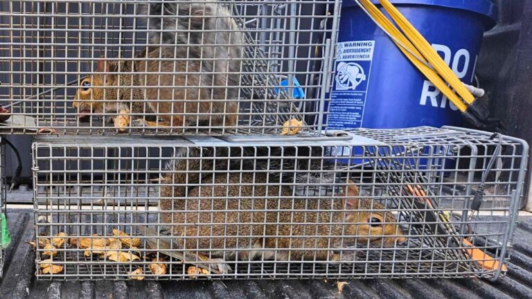 Squirrel Removal Near Boston- North East Wildlife Management