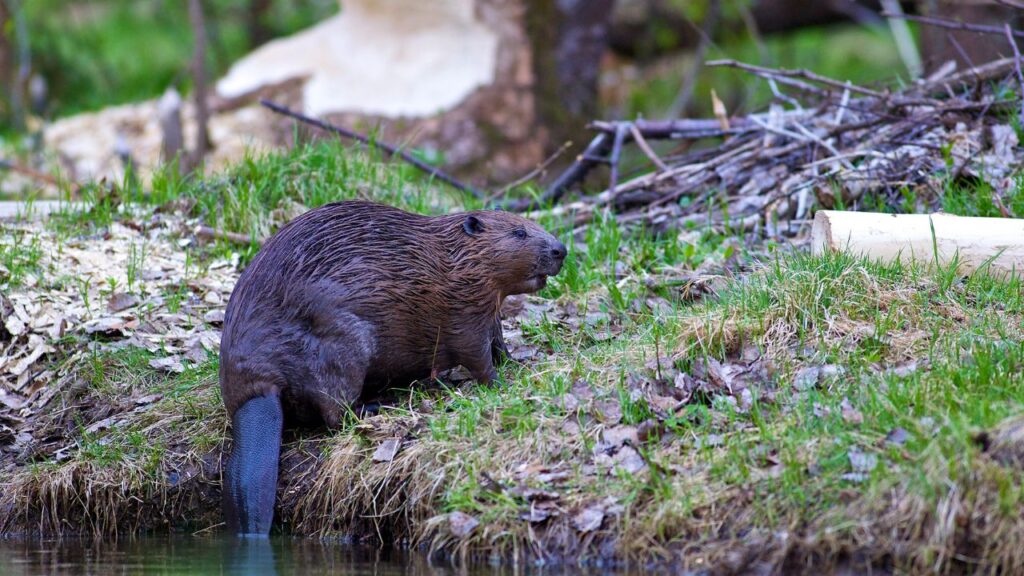 Beaver Removal Near Boston- North East Wildlife Management