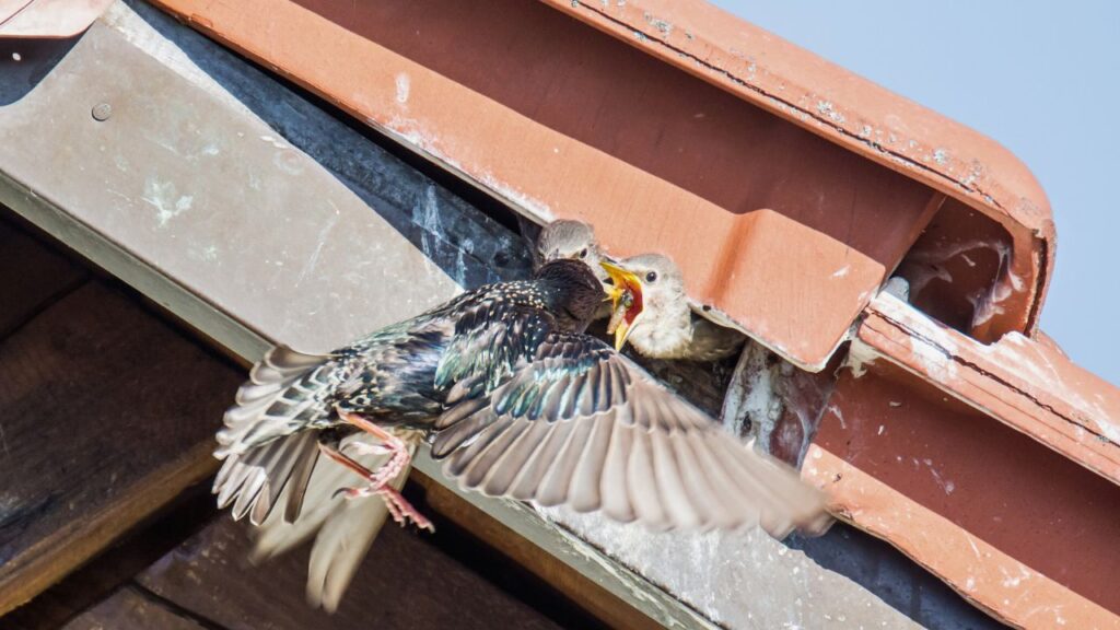 Bird Control Bird Removal near Boston- North East Wildlife Management