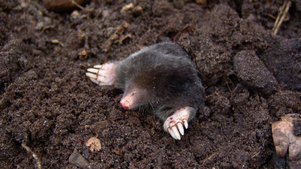 Mole and Vole Removal near Boston- North East Wildlife Management