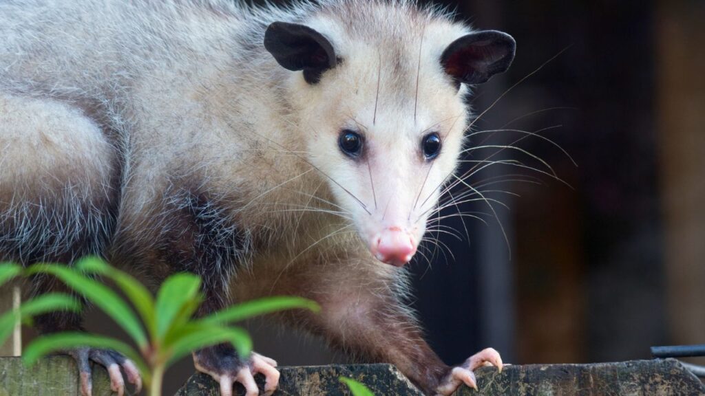 Opossum Removal near Boston- North East Wildlife Management