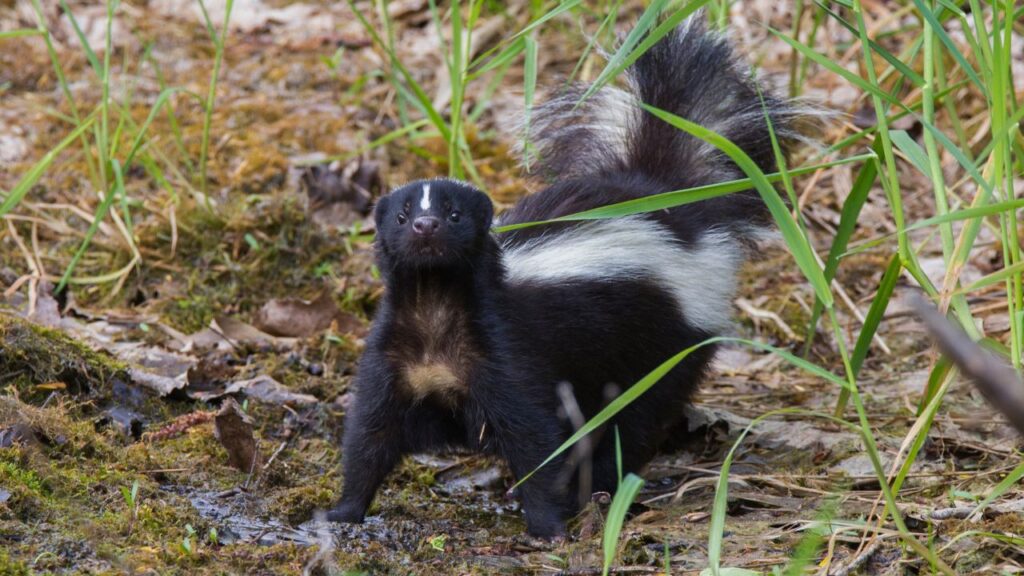 Skunk Removal Near Boston-North East Wildlife Management