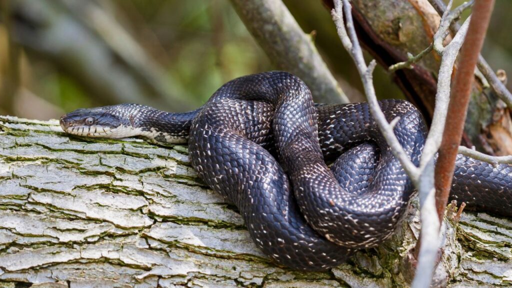 Snake Removal near Boston, MA- North East Wildlife Management