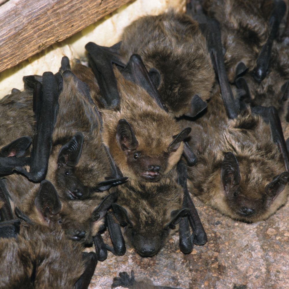colony of bats in attic