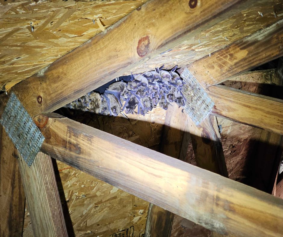 bats in attic north east ma