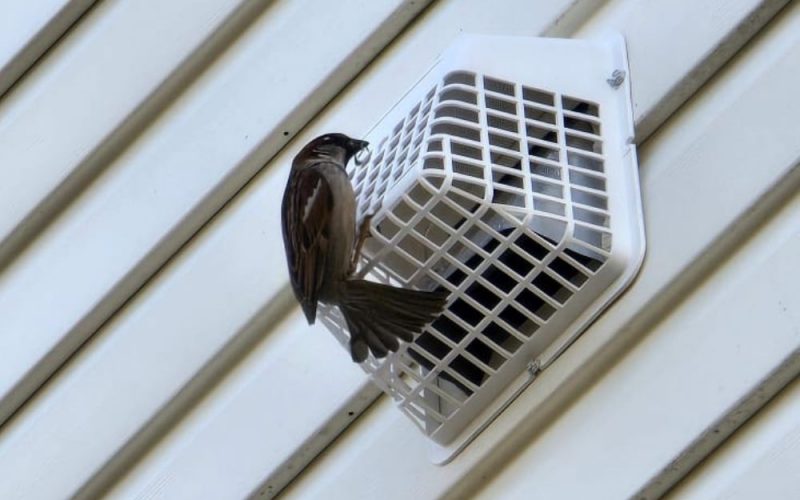 Bird Guard Vent Cover North East Wildlife Management Exclusion Services