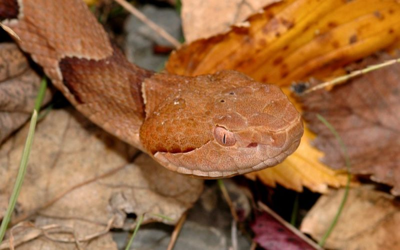 Copperhead Removal in MA-- North East Wildlife management