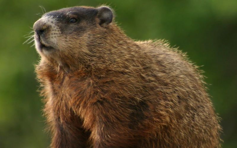 Groundhog Removal MA-- North East Wildlife Management