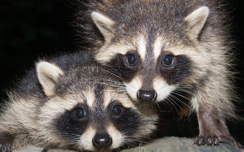 North East Management Raccoon Removal Services