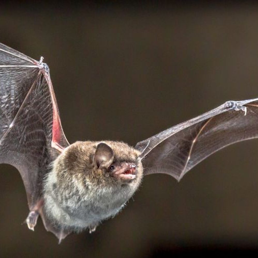 North East Wildlife Management- Bat Control in MA North East Wildlife Management- Bat Control in MA