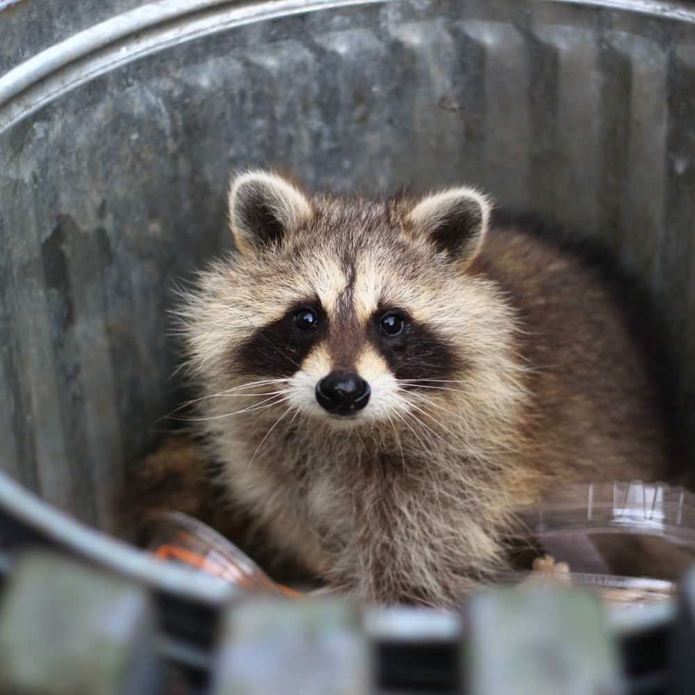 Northeast Wildlife Management Raccoon Removal in MA