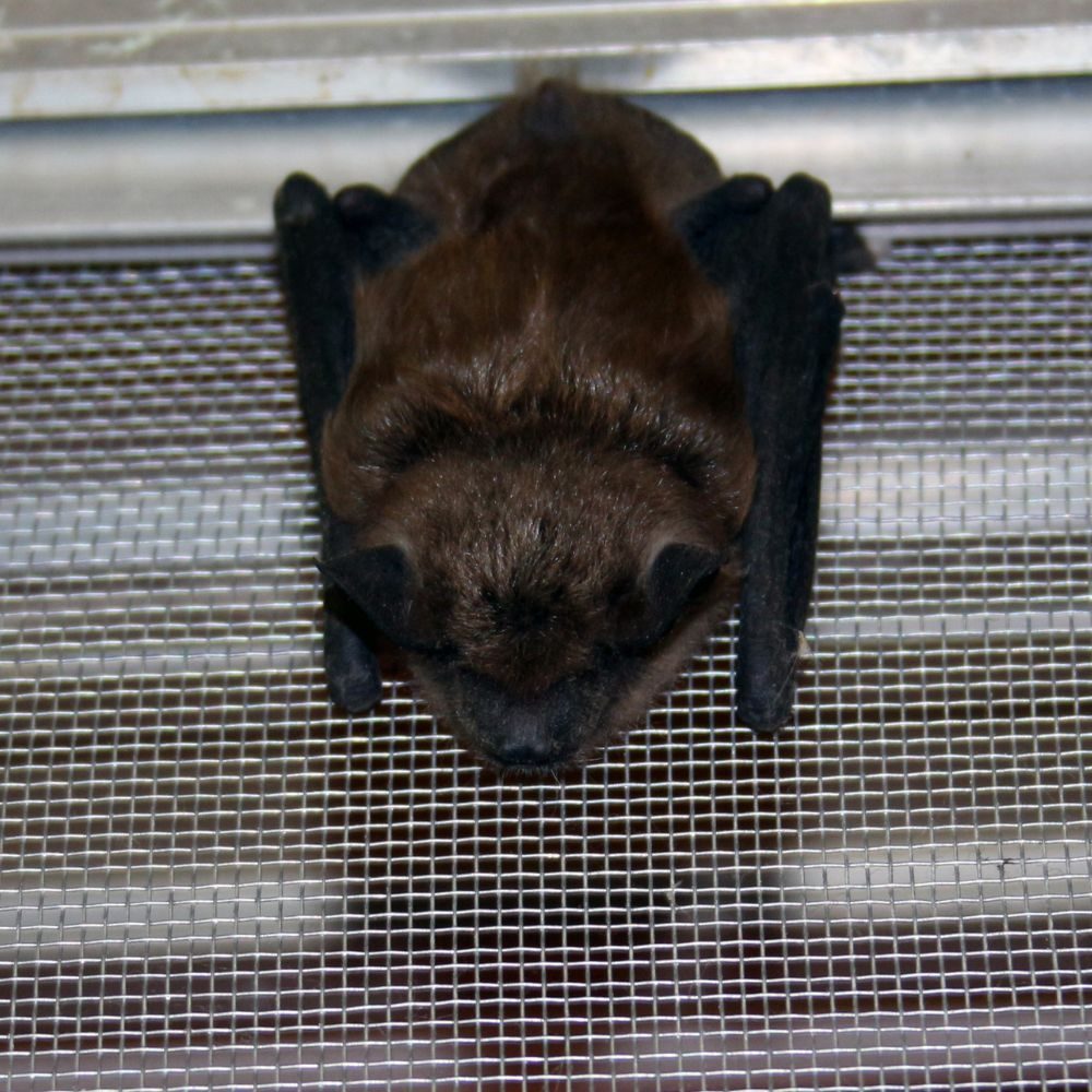 bat on screen bat on screen